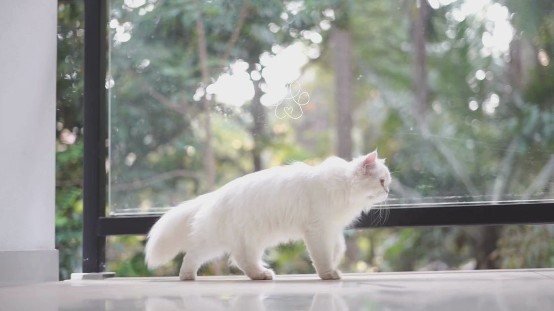 Automatisches Katzenklo mit dem Noah Robo